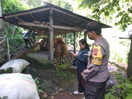 Pengadaan Vaksinasi II Penyakit Mulut dan Kuku (PMK) di Desa Padangbulia